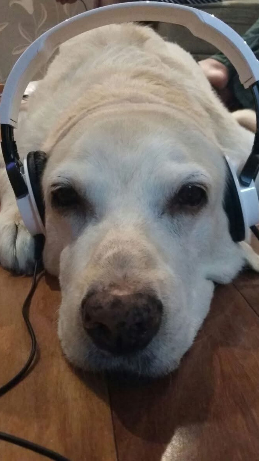 Melzinha com fone de ouvido